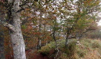 Mozoloandiko gailurra