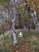 Mozolotxikiko gailurra