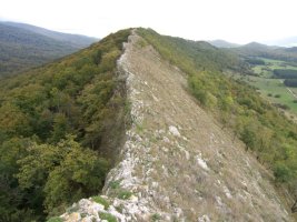 Mendebaldeko gandorra