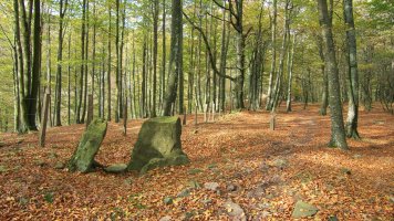 GR bidearen bazterrean