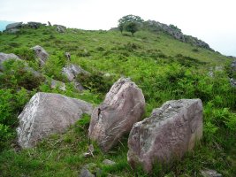 Orizki gaña trikuharria