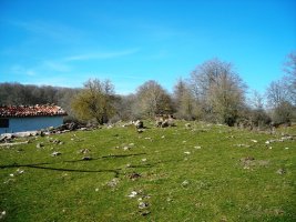 Legaire hego trikuharria