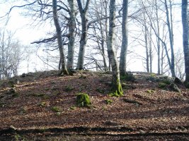 Kortagaña trikuharria