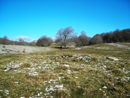 Bekosare trikuharria