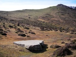 Argibelko lepoa zutarria