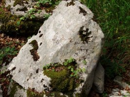 Arrate berri trikuarriko haitzeko bat