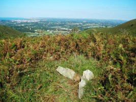 Usatuita trikuharria