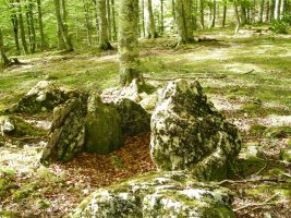 Mozkordi trikuharria