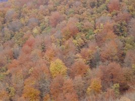 Artikutzako basoa udazkenean