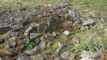 Erdiguneko xehetasuna