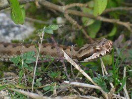 Sugegorriaren begirada