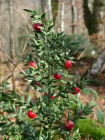 Hostoak eta fruituak, urtarrilaren hasieran.