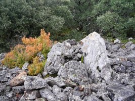 Boluntza 1 ipar trikuharria