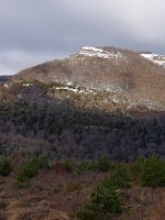 Sanguein edo Otsaurka