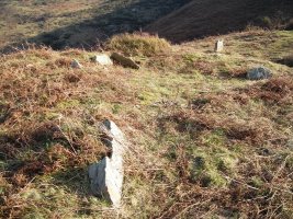 Usatuita  trikuharria