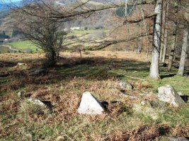 Arrikolota  harrespila