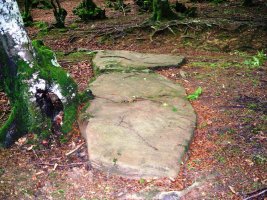 Errandonea  zutarria