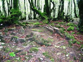 Errandonea  1 ipar trikuharria