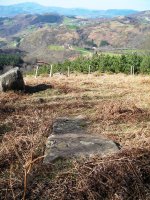 Arrikolota  zutarria