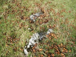 Sorosgain trikuharria