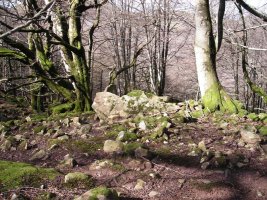 Argibel 4 trikuharria