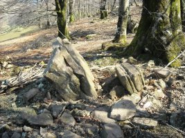 Suntonea trikuharria