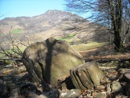 Suntonea trikuharria