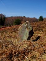 Mendigibelgo zutarria, Coronako hego-ekialdean