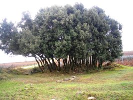 El Encinal trikuharria