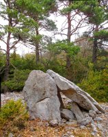 Claveritoko trikuharria