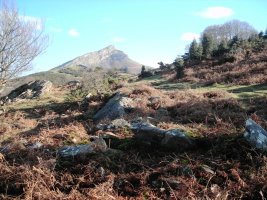 Larria II trikuharria