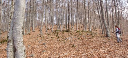 Baiarnegi trikuharria Urdanatzeko bidean