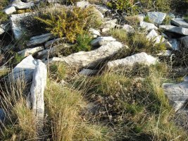 Latargi 2 trikuharria