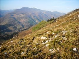 Latargi 2 trikuharria