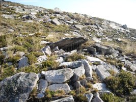 Latargi  5  trikuharria