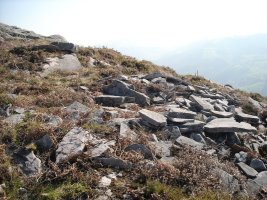 Latargi  9  trikuharria