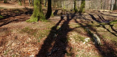 Zumardena trikuharria, antzemangaitza