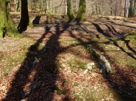 Zumardena trikuharria