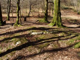 Zumardena trikuharria