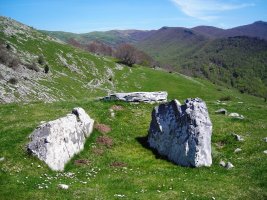 Zearragoena  trikuharria