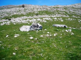 Zearragoena trikuharria