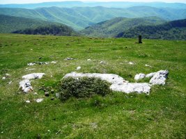 Uelogoena II  trikuharria