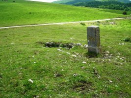 Organbide trikuharria