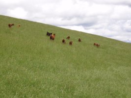 Ahuntzak Udiko hegietan