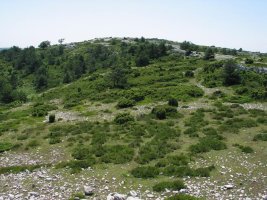 Tontorrerako azken txanpa