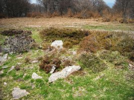 Korona ekialde 3 trikuharria