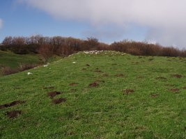 Ugaibelgo gailurra, eta trikuharria