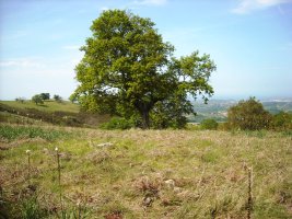 Muxugorri ekialde trikuharria