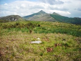 Muxugorri ekialde trikuharria