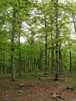 Sabaiaundi (1126m), Kedarbeko aurregailurra
